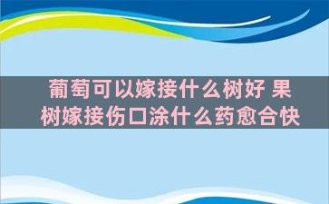 葡萄可以嫁接什么树好 果树嫁接伤口涂什么药愈合快